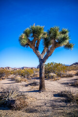 Joshua Trees in Joshua Tree National Park