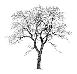 Old Cherry Tree Winter Silhouette, Vector Drawing or Illustration