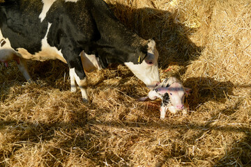 holstein mother cow and new born veal  © august.columbo