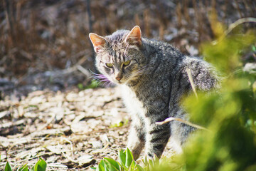 Naklejka na ściany i meble domestic cat exploring the garden