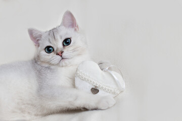 Cute white British kitten on a white knitted blanket, with a white textile heart, holds in its paws