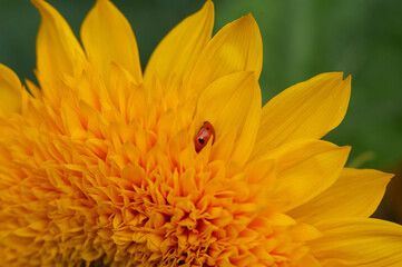 Macro shot of yellow flower background