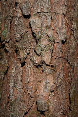 Rustic tree bark texture background