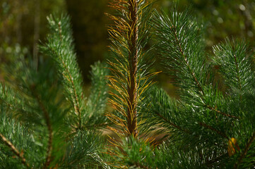 sunlight in a beautiful coniferous forest in late autumn. nice sunny day in the coniferous forest. light snow in the forest in late autumn.