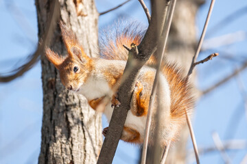 Fototapeta na wymiar Squirrel in winter sits on a tree.