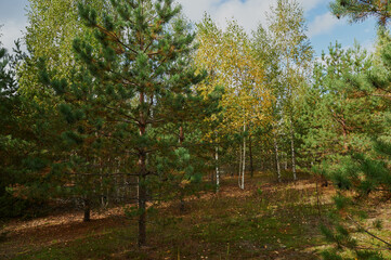 sunlight in a beautiful coniferous forest in late autumn. nice sunny day in the coniferous forest. light snow in the forest in late autumn.