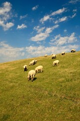 Obraz premium Nordsee Teichdammschafe.