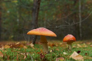 sunlight in a beautiful coniferous forest in late autumn. nice sunny day in the coniferous forest. light snow in the forest in late autumn.