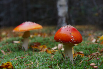 sunlight in a beautiful coniferous forest in late autumn. nice sunny day in the coniferous forest. light snow in the forest in late autumn.