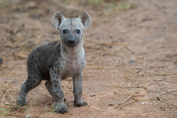 Fototapeta premium A Hyena cub seen on a safari in South Africa