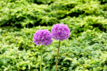 Obraz premium Spring purple flowers with bright green background