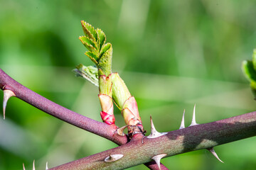 Bourgeons d'acacia rose et vert entouré d'épines au printemps