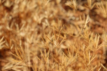 Fototapeta premium Close-up of dry Gymnopogon foliosus in the sunlight.