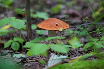 mushroom in the grass