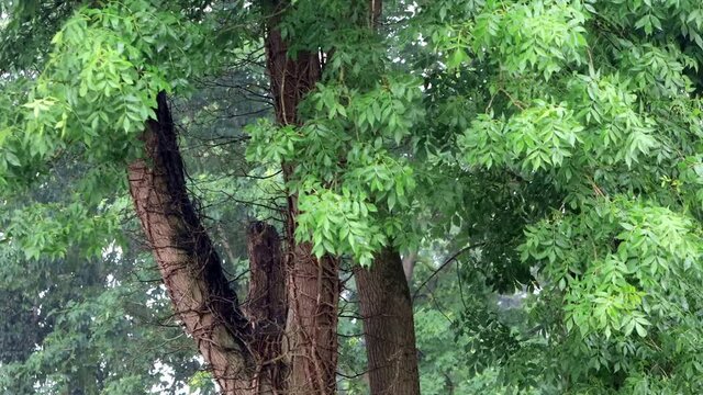 Rain Falling On Green Ash Tree
