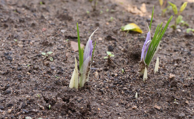 Young sprouting saffron.Crocus sativus, commonly known as saffron crocus It is among the world's most costly spices by weight. Beige table background in sunlight. Food concept.