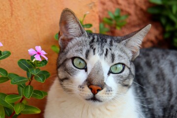 A cat and his purple flower.