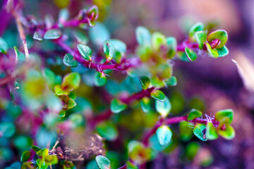 Polsterthymian, Thymian