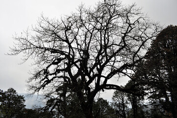 The silhouette tree steam and branches