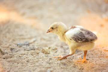 Baby chick
