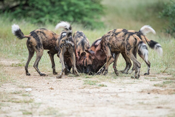 African Wilddogs begging for food from pack members retiring from a hunt on a safari in South Africa