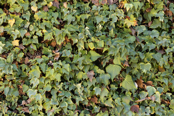 Front view of a climbing plant texture. Ivy plant texture. Closeup of a ivy climbing plant outside.