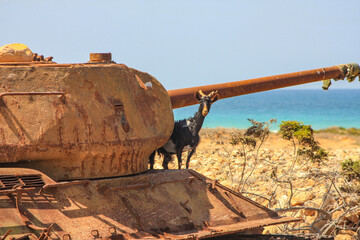 The goat on the old Russian tank on one of the beaches in Socotra Island of  Yemen, Middle East.  © faruk