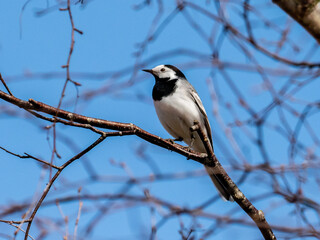 Fototapeta premium Bachstelze