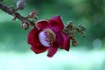 Tropical Flower in the Garden of the National Museum of Phnom Penh, Cambodia