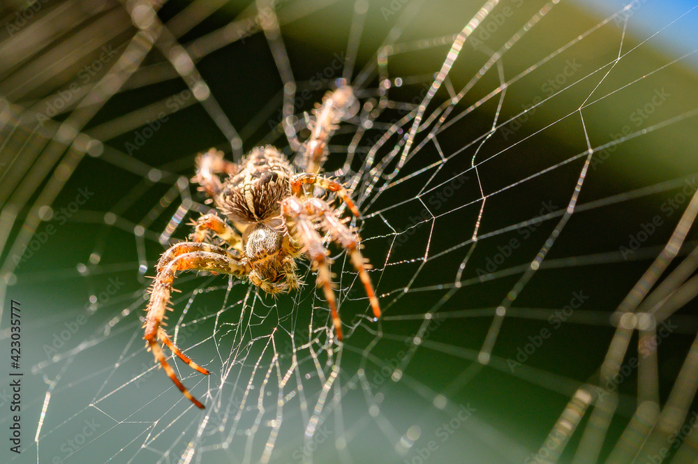 Wall mural garden spider on its web