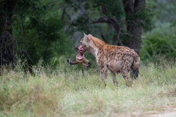 Spotted Hyena feeding on an Impala on a safari in South Africa