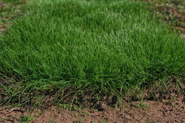piece of natural organic grass on the ground at daylight
