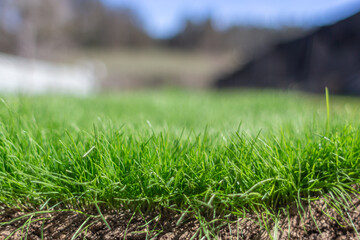 natural organic grass for planting above ground in the daylight