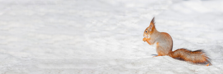 Squirrel in winter sits on a tree.