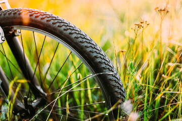 Bicycle Wheel In Summer Green Grass Meadow Field. Sunset Sunrise Time. Sunlight