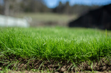 piece of natural organic grass to be planted above ground in daylight