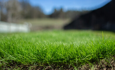 piece of natural organic grass to be planted above ground in daylight