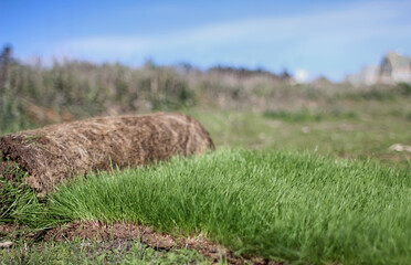 roll of organic grass planted in the field at daylight