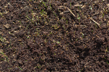 grass sprouts starting to grow inside a greenhouse