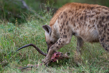 Spotted Hyena feeding on an Impala on a safari in South Africa