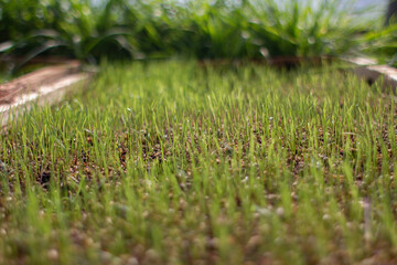 organic green grass starting to grow inside a greenhouse with out-of-focus background
