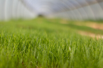 organic green grass growing inside a greenhouse with out-of-focus background