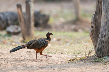 The Chaco chachalaca (Ortalis canicollis) in the wild