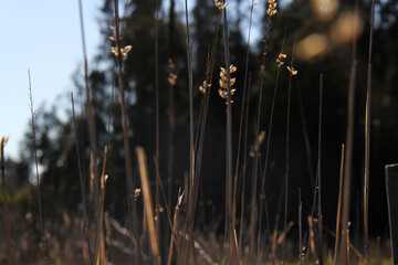 corn sprouts growing in the field during the daytime
