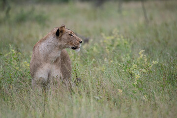 A female Lion seen on a safari in South Africa
