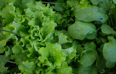 Green onions, spinach, lettuce. Fresh nutritious vitamin greens in the garden beds. Organic farming. Salad ingredients. After the rain. Selective focus. Close up.