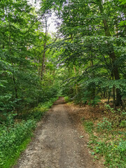 Obraz premium walk in the forest