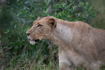 A female Lion seen on a safari in South Africa