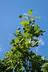 Eiche Eicheln Baum