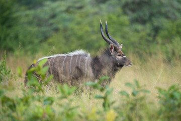 Nyala male antelope seen on a safari in South Africa